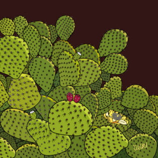 OPUNTIA ENGELMANNII